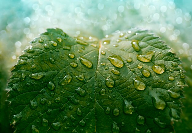 Gotas de água em folhas