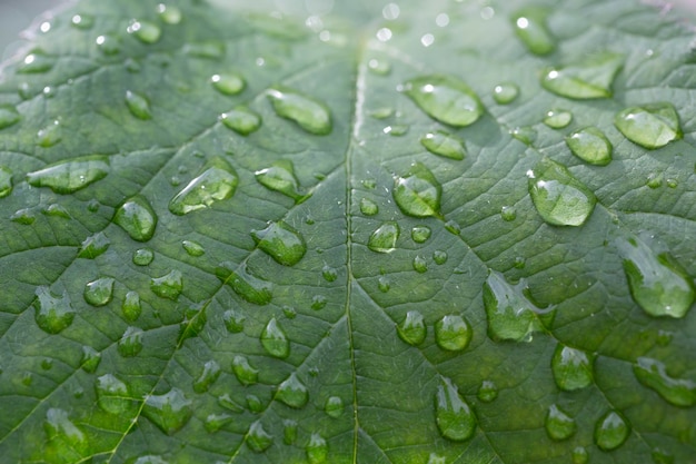 Gotas de água em folhas