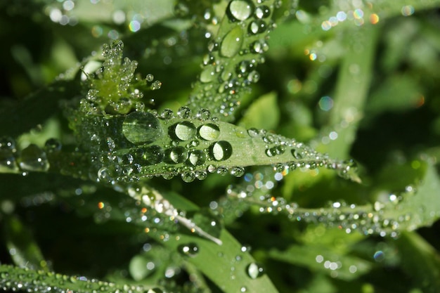 Gotas de água em folhas