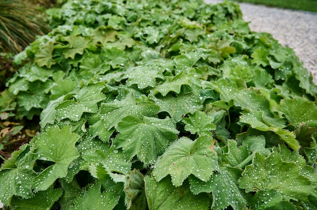 Gotas de água em grandes folhas verdes fecham o orvalho após a chuva