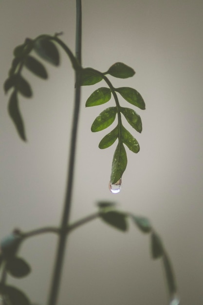 Gotas de água em hojas de planta