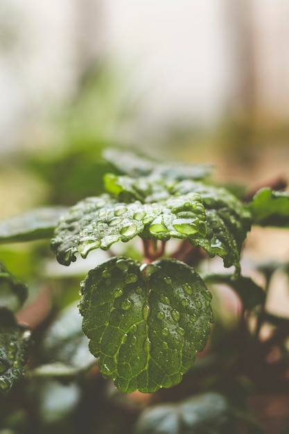 Gotas de água em hojas de planta