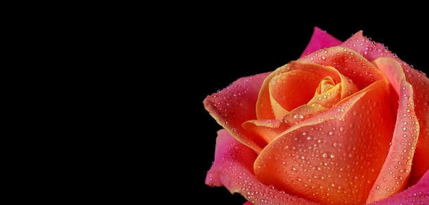 Gotas de água em uma flor rosa