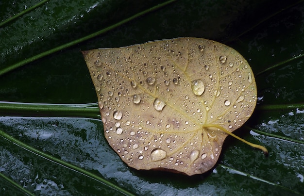 Gotas de água em uma folha de grama gelatinosa verde em um dia chuvoso.