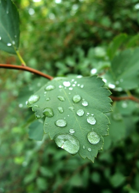 Gotas De água Em Uma Folha De Planta Close Up Foto De Stock