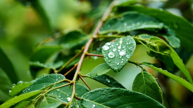 Gotas de água em uma folha. Tailândia