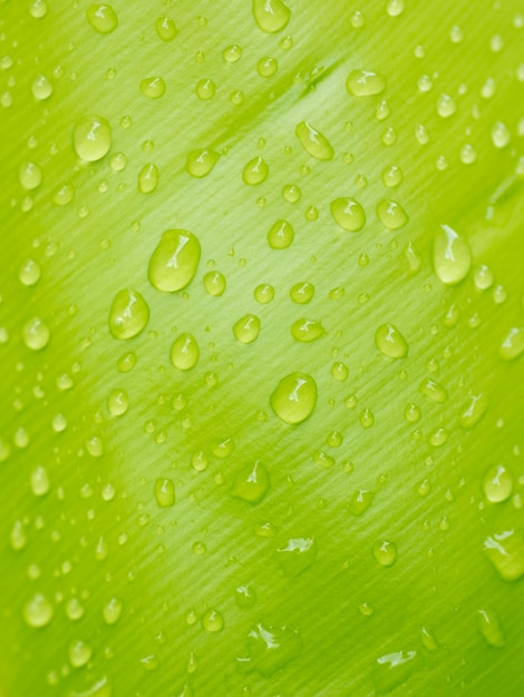Foto gotas de água em uma folha verde com gotas de água