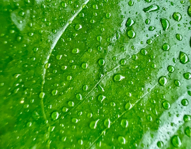 gotas de água em uma folha verde