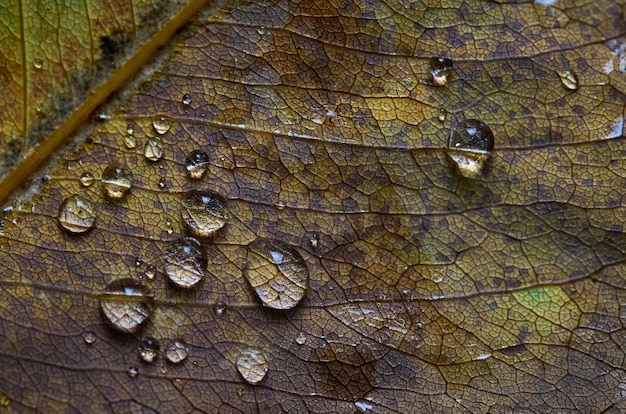 Gotas de água em uma folha