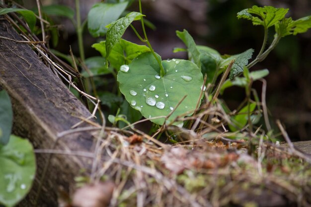 Gotas de água em uma folha