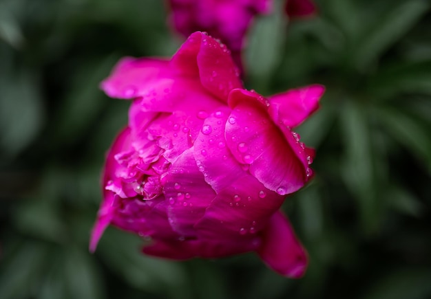 Gotas de água em uma peônia carmesim fundo desfocado floricultura do jardim macro do jardim