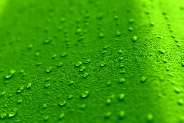 gotas de água em uma superfície verde com gotas de agua