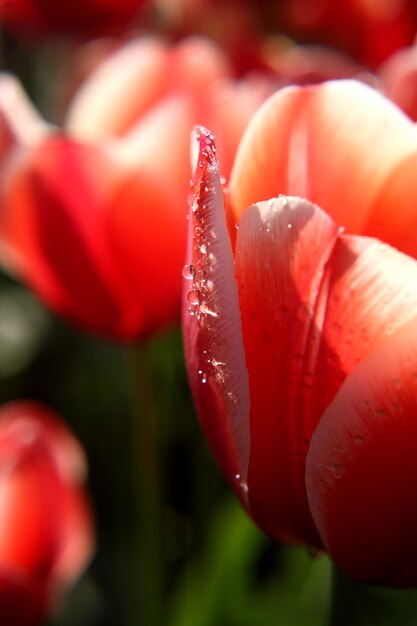 Gotas de água em uma tulipa