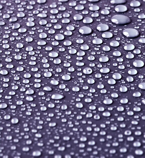 Gotas de água em violeta.