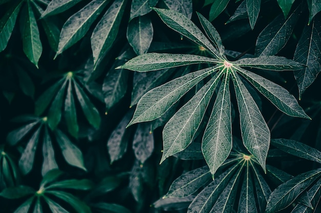 gotas de água espirrando nas folhas verdes escuras