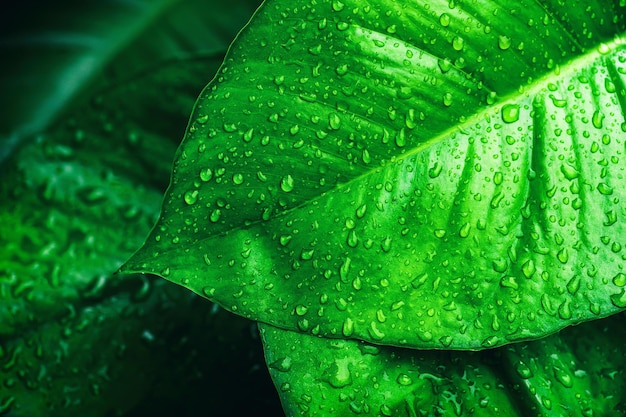 Gotas de água espirrando no fundo da natureza escura da folha verde