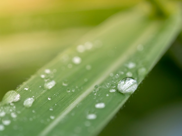 Gotas de água linda na grama folhas blured e foco suave