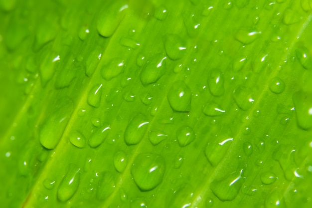 Gotas de água macro fundo na planta