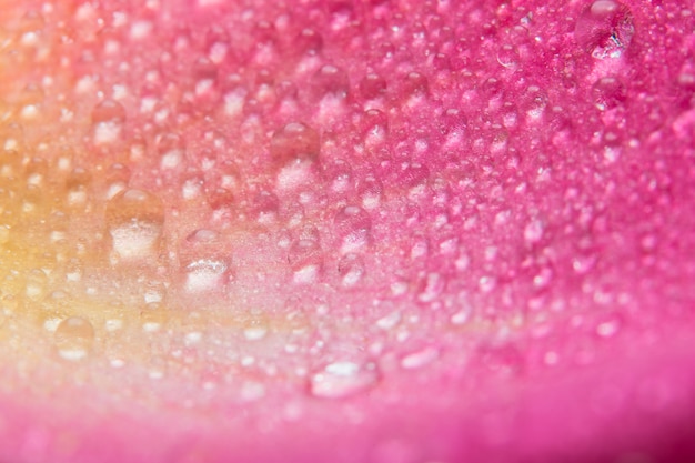 Gotas de água macro fundo nas pétalas de rosas