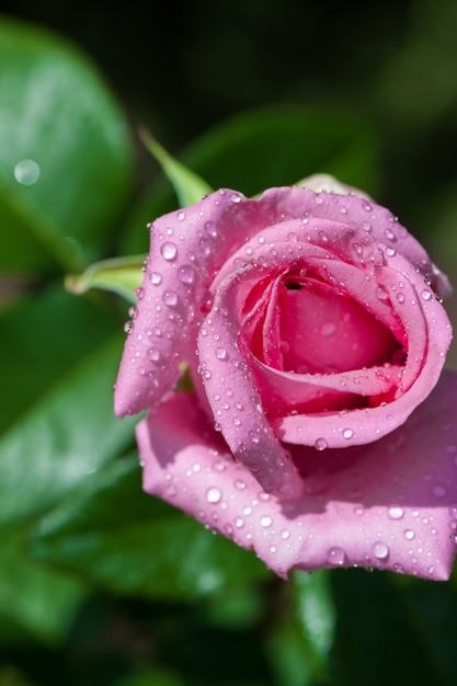 Gotas de água na flor rosa rosa.