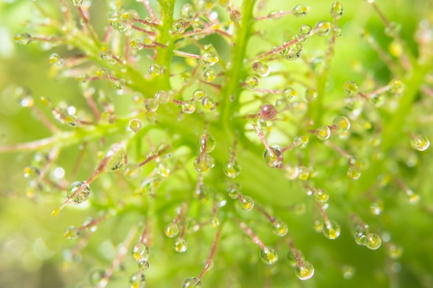 Gotas de água na flor