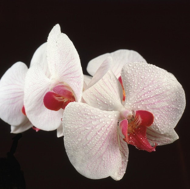 Gotas de água na flor