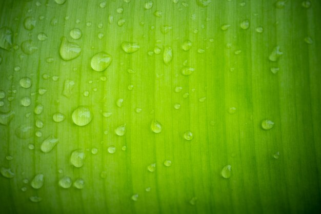 Foto gotas de água na folha de perto