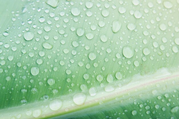 Gotas de água na folha natural e filial depois de chover com luz bonita