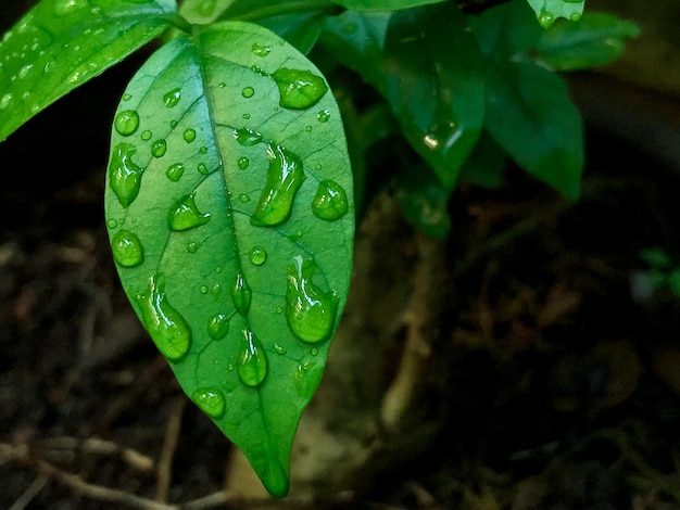 Gotas de água na folha pequena fecham o conceito