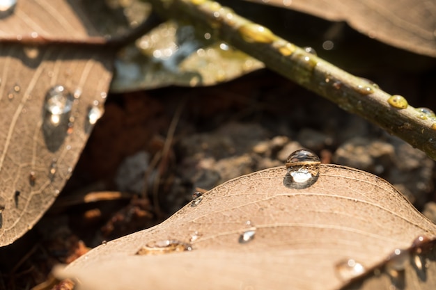 gotas de água na folha seca de manhã e sol