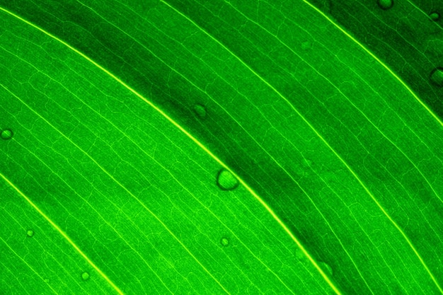 Gotas de água na folha verde fresca close-up macro fotografia