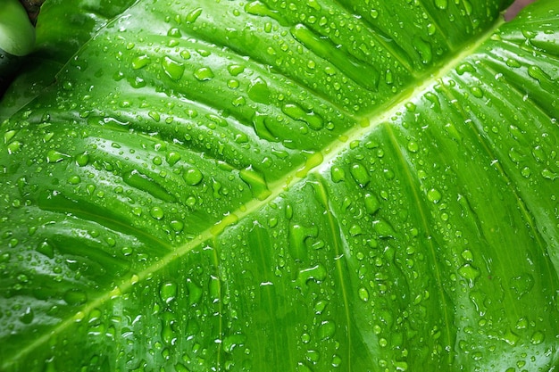 Gotas de água na folha verde, fundo de natureza de pureza