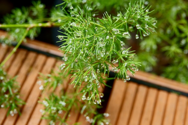 Gotas de água na folha verde. Orvalho depois da chuva. Fechar-se.