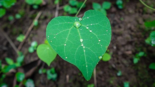 Gotas de água na folha verde