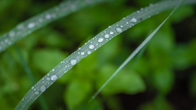 Gotas de água na folha verde