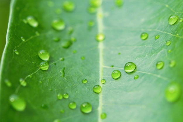 Gotas de água na folha verde