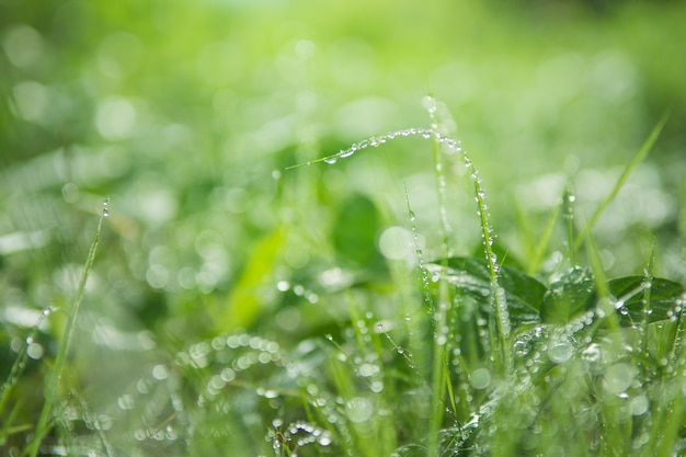 Gotas de água na grama verde com fundo de natureza