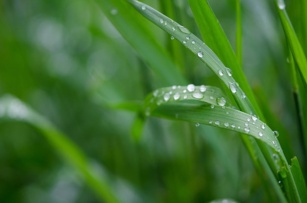 Gotas de água na grama verde Macrofotografia Imagem