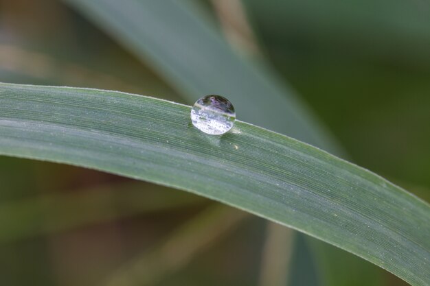 Foto gotas de água na grama verde