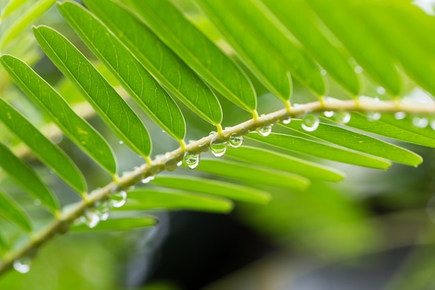 Gotas de água na ilha de folhas