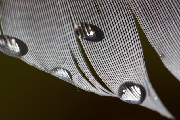 Gotas de água na pena do pássaro