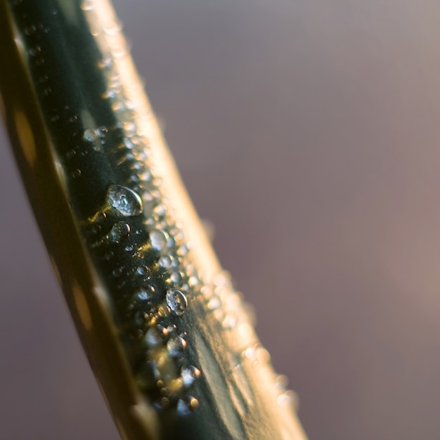 Gotas de água na planta aloe Vera depois da chuva