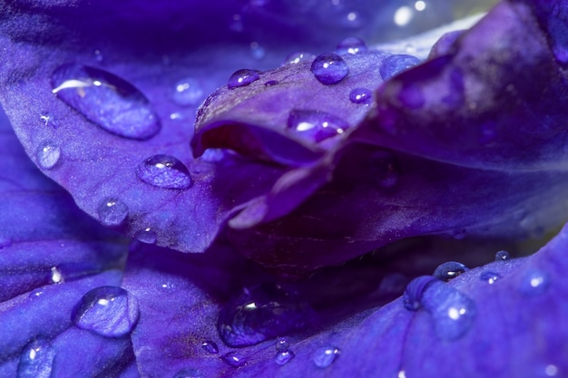 Gotas de água nas flores anchan.