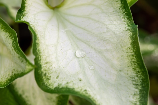 Foto gotas de água nas folhas de bambu