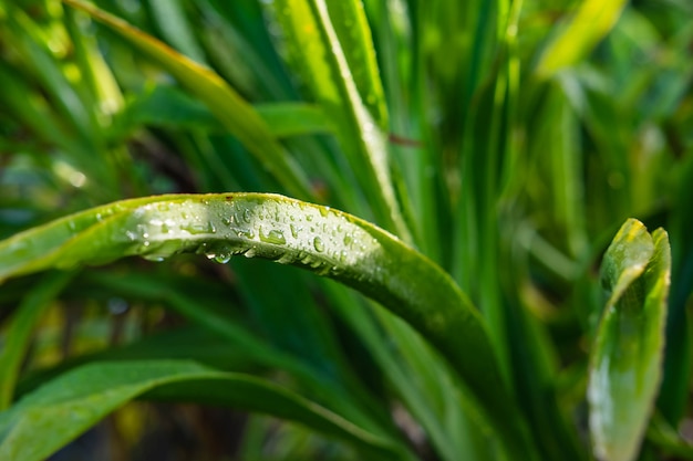 Gotas de água nas folhas durante a estação chuvosa