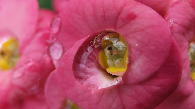 Gotas de água nas folhas pela manhã