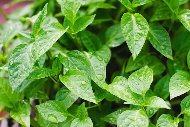 Gotas de água nas folhas verdes de mudas de pimentão, closeup.