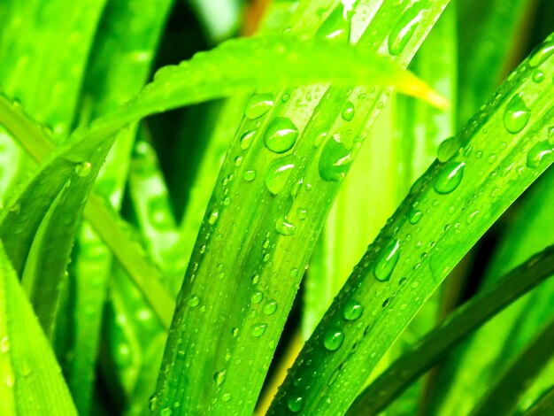 Foto gotas de água nas folhas verdes de pandan depois da chuva