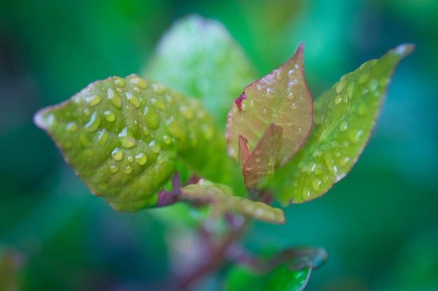 Gotas de água nas folhas verdes de uma árvore no jardim