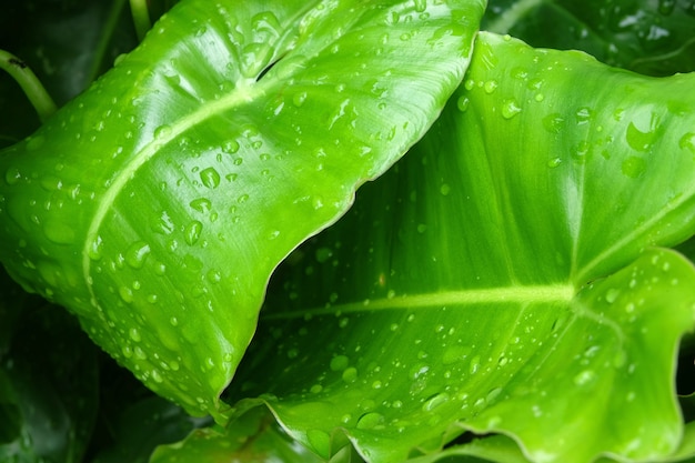 gotas de água nas folhas verdes